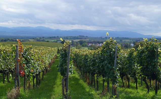 WEINGUT LANDMANN FERIENWOHNUNGEN, FREIBURG IM BREISGAU